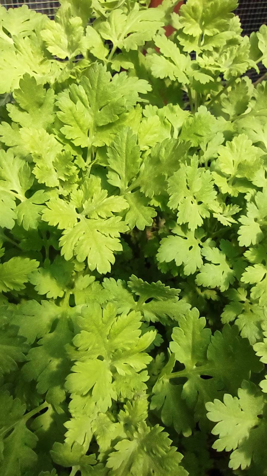 Feverfew 1oz